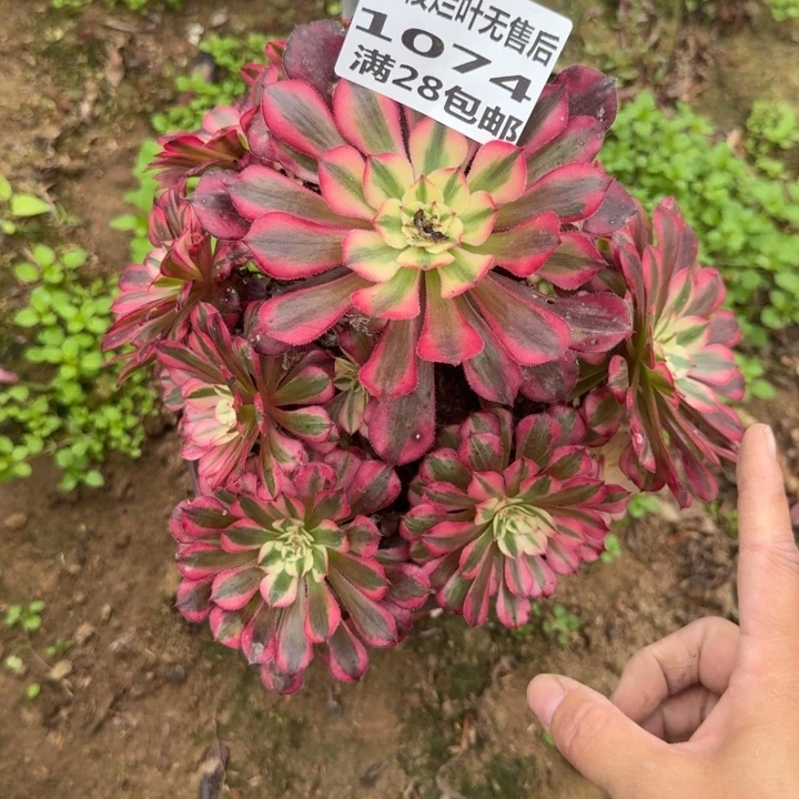 1074二号棚红铜壶D