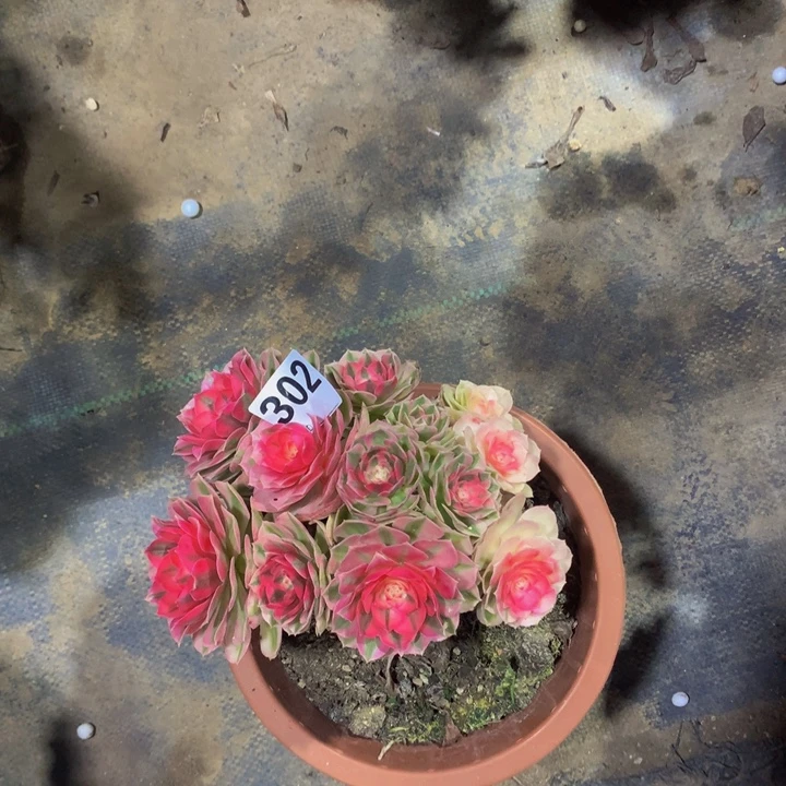 婧***@无花朵倾城3020000000