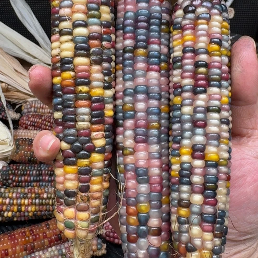 柏香籽/百香籽吊坠?****茄