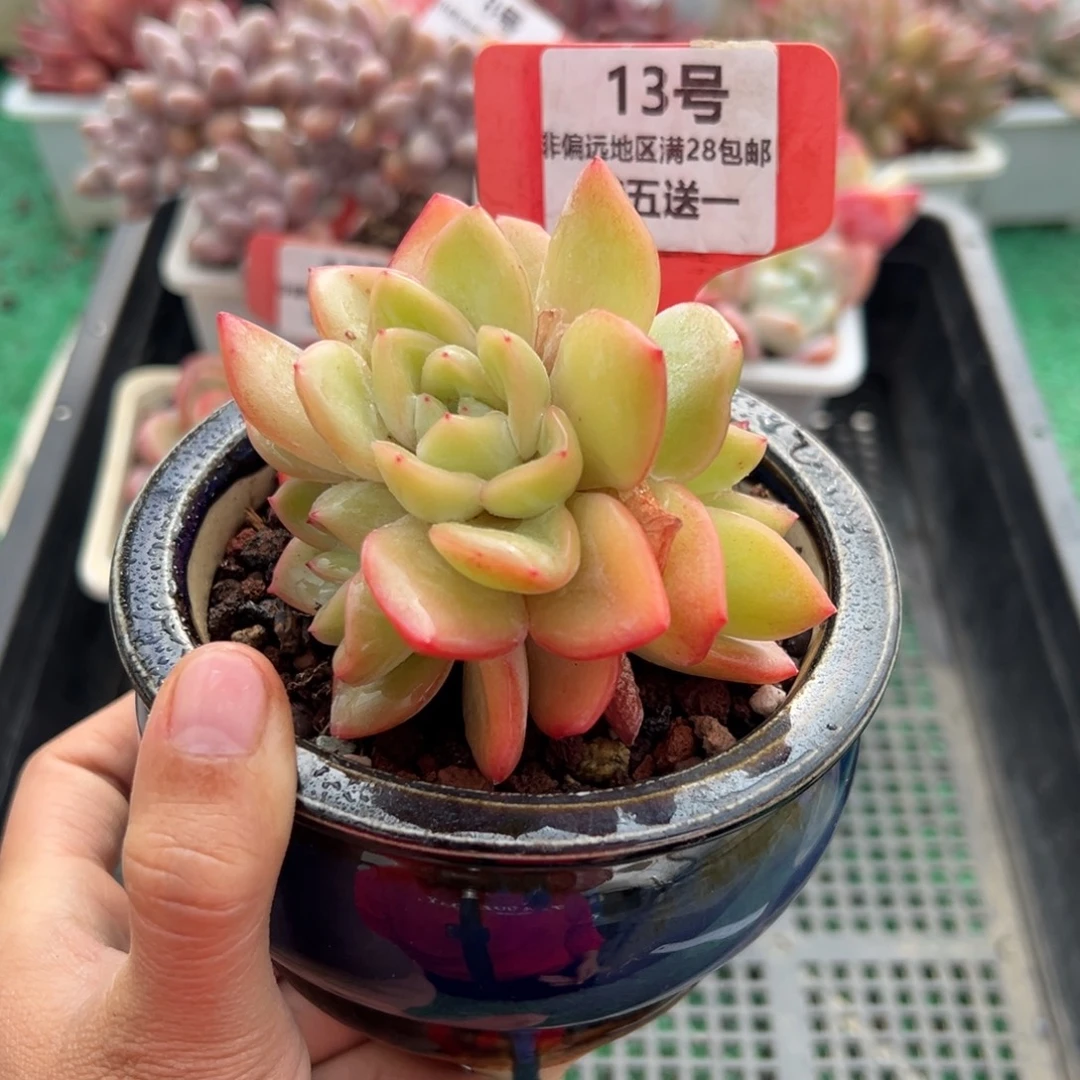 表妹精品多肉植物13.