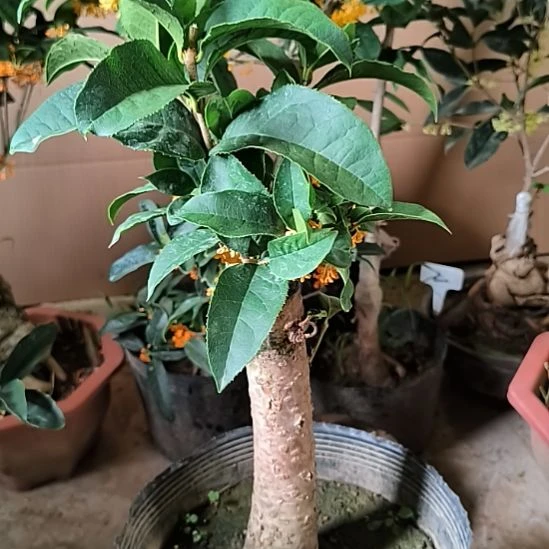 清***然完全开放四季桂花丹