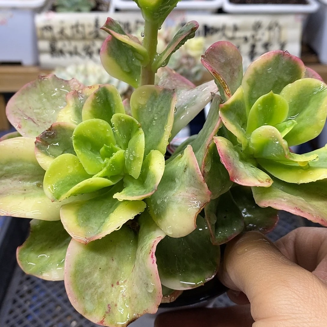 27141 红梅覆轮锦