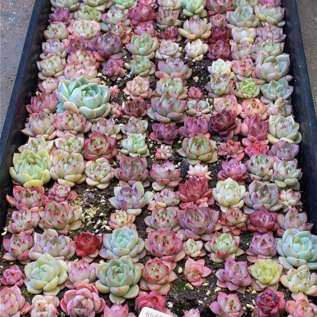 ｡****珊090多人在一起的时候我