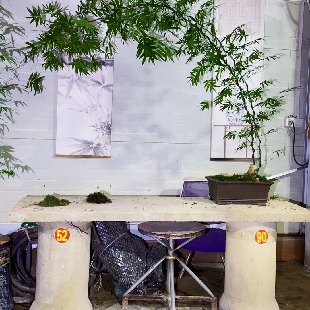 天***者无花朵小叶簕竹熟桩陶瓷盆一物一拍
