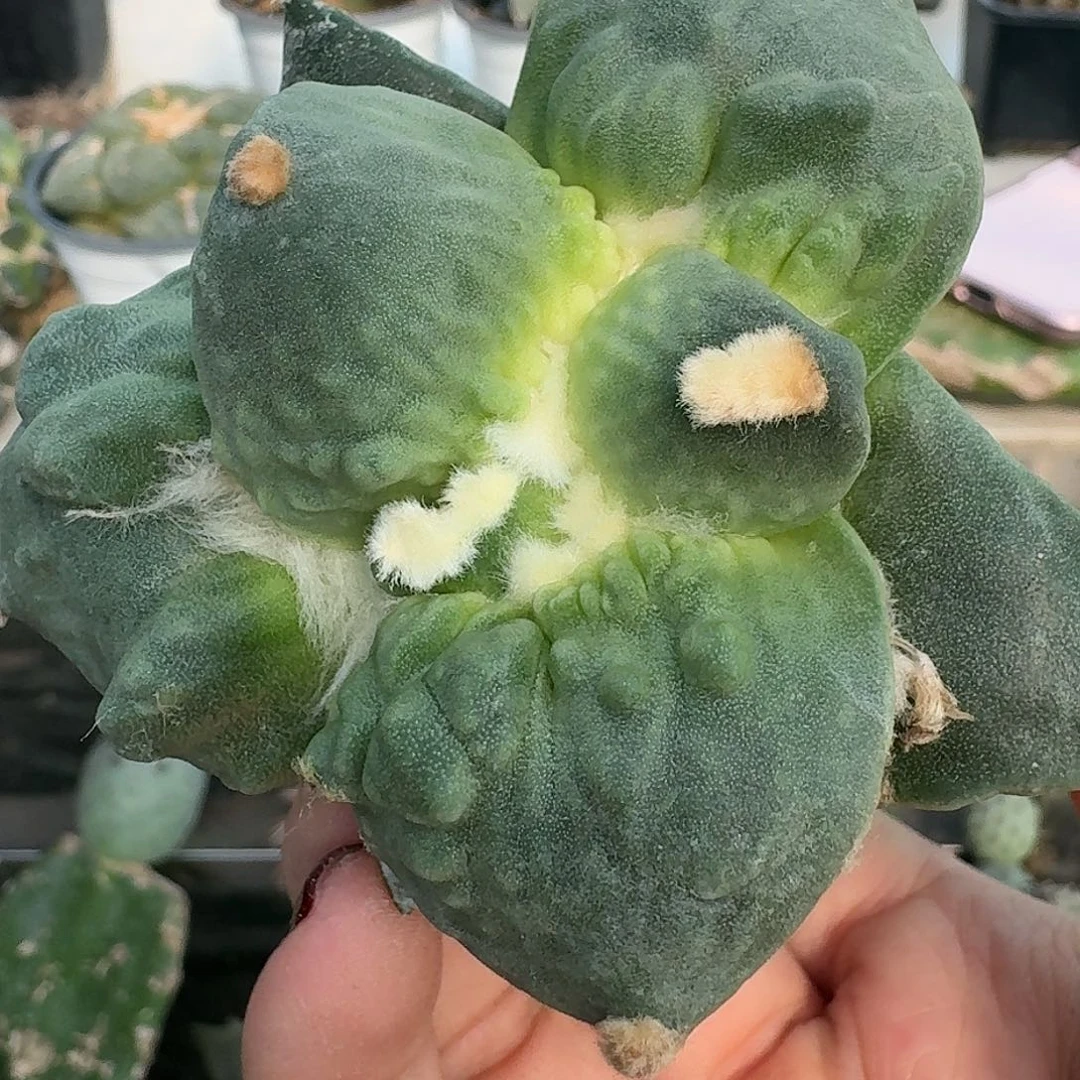 【闪购商品】无花朵心**遥怒涛110