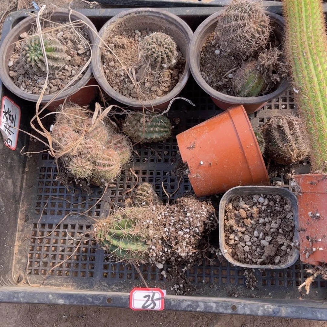 25 混品瑕痴无售后