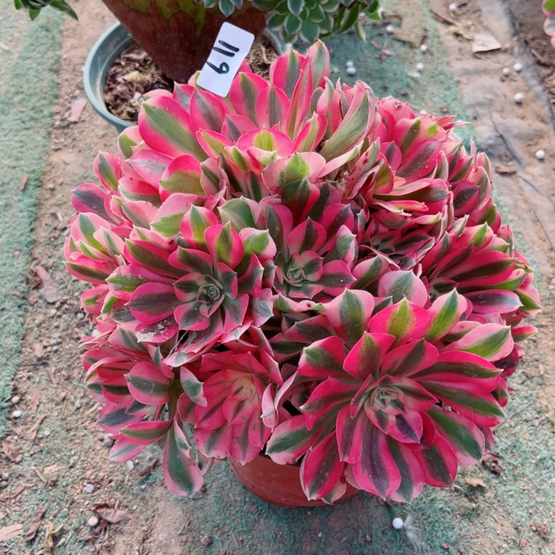 119粉女巫多肉植物