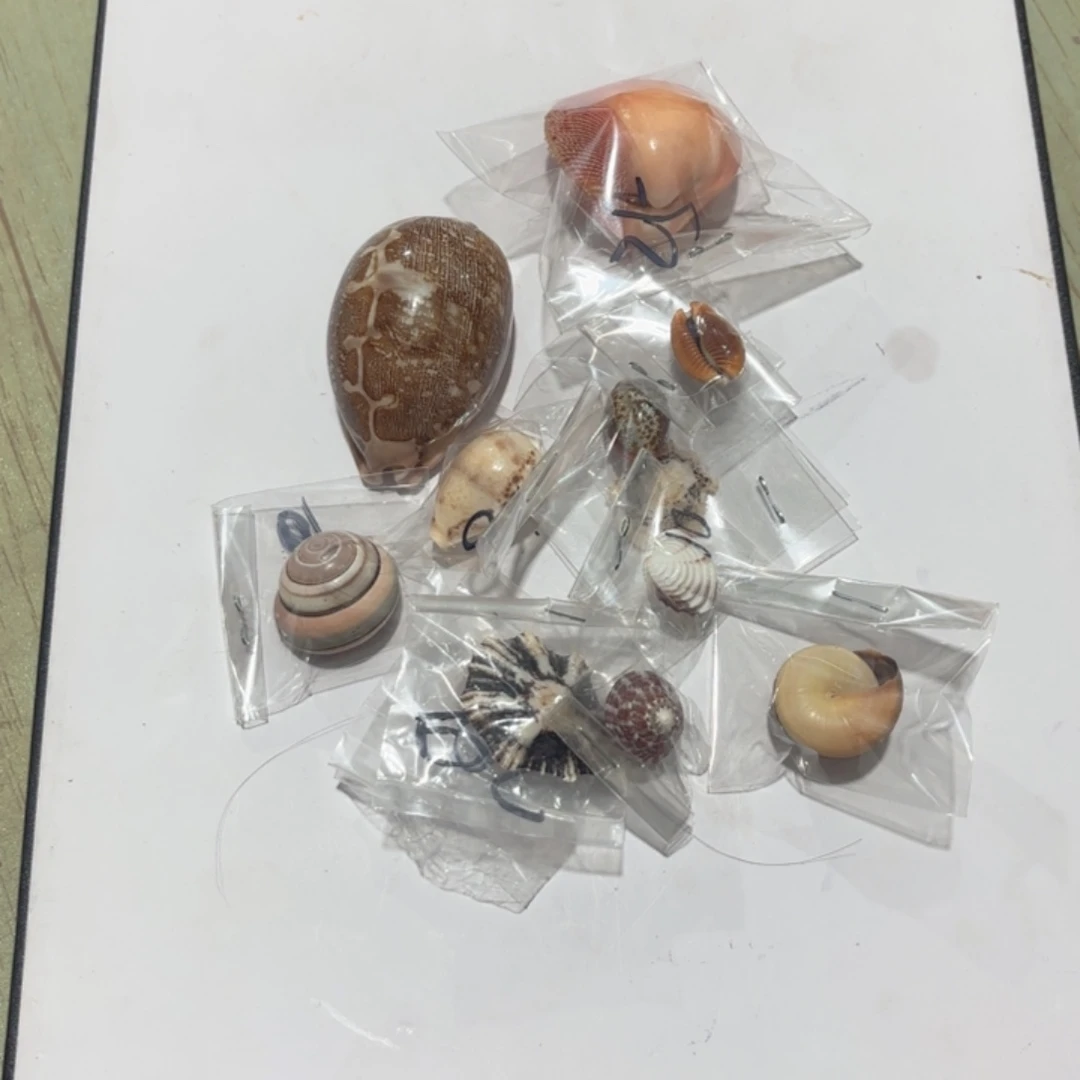 天然海螺标本福利