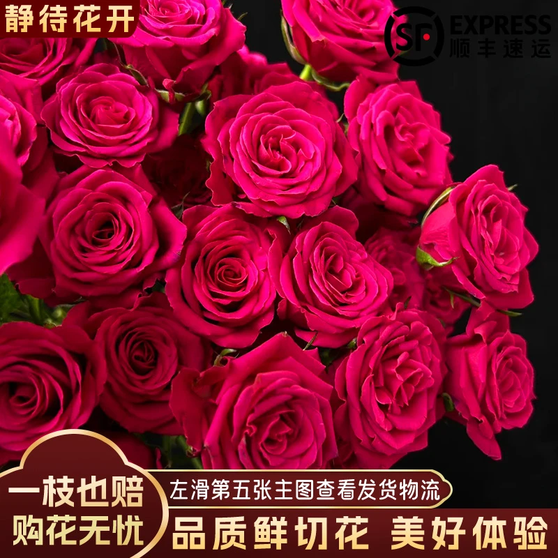 【静待花开】溜溜球-A级多头玫瑰 昆明斗南鲜花基地直发顺丰次日达