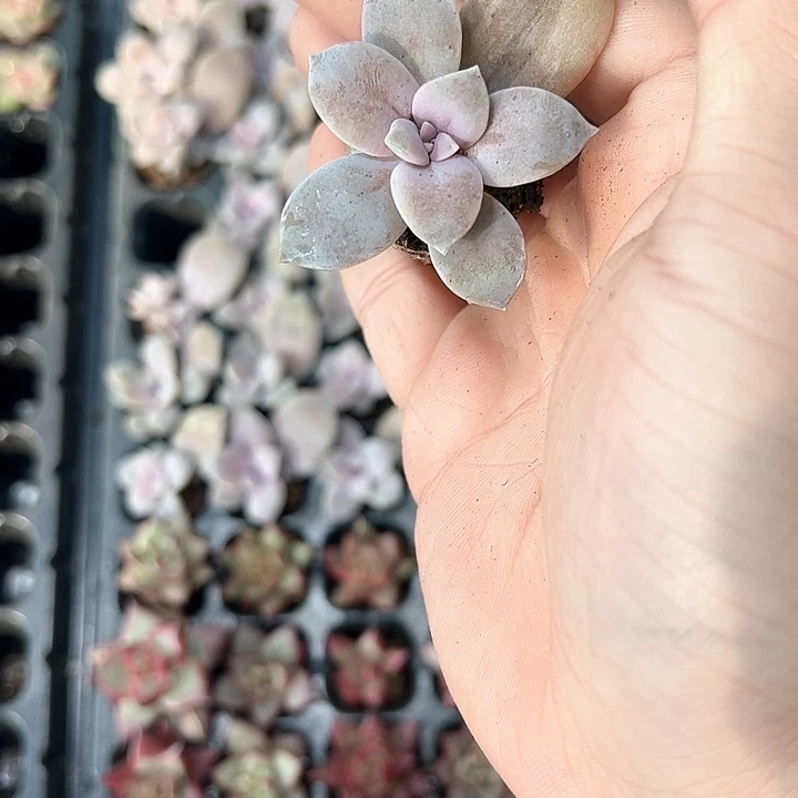 华丽风车 满10颗包邮