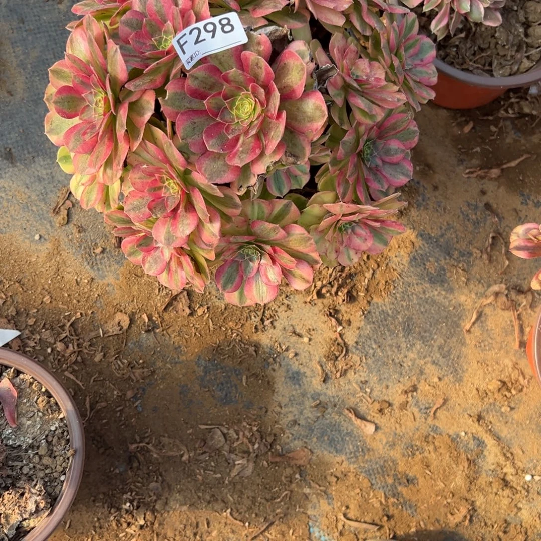 改***变298雨荷多肉植物法师多肉