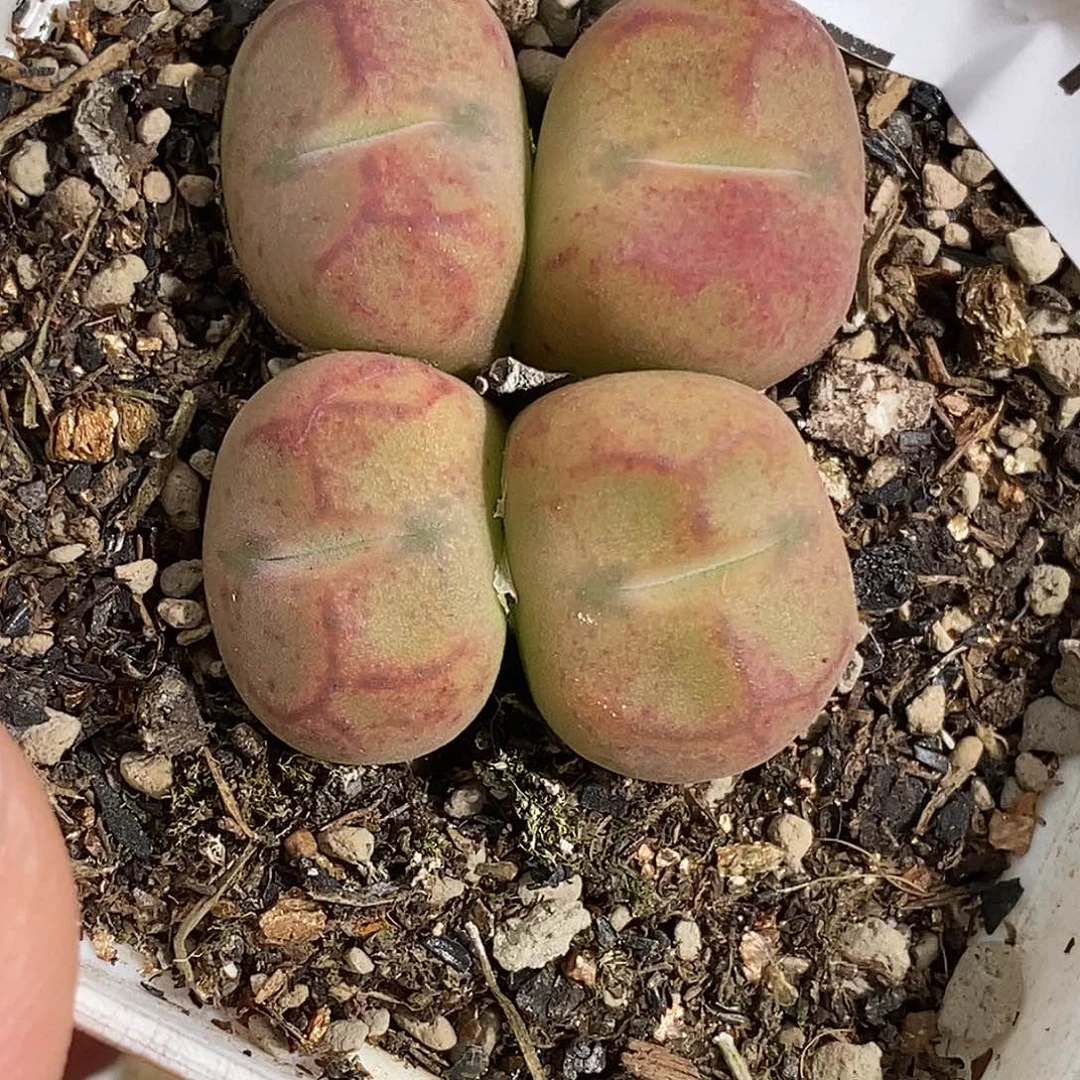 0901-15-杂交福利。