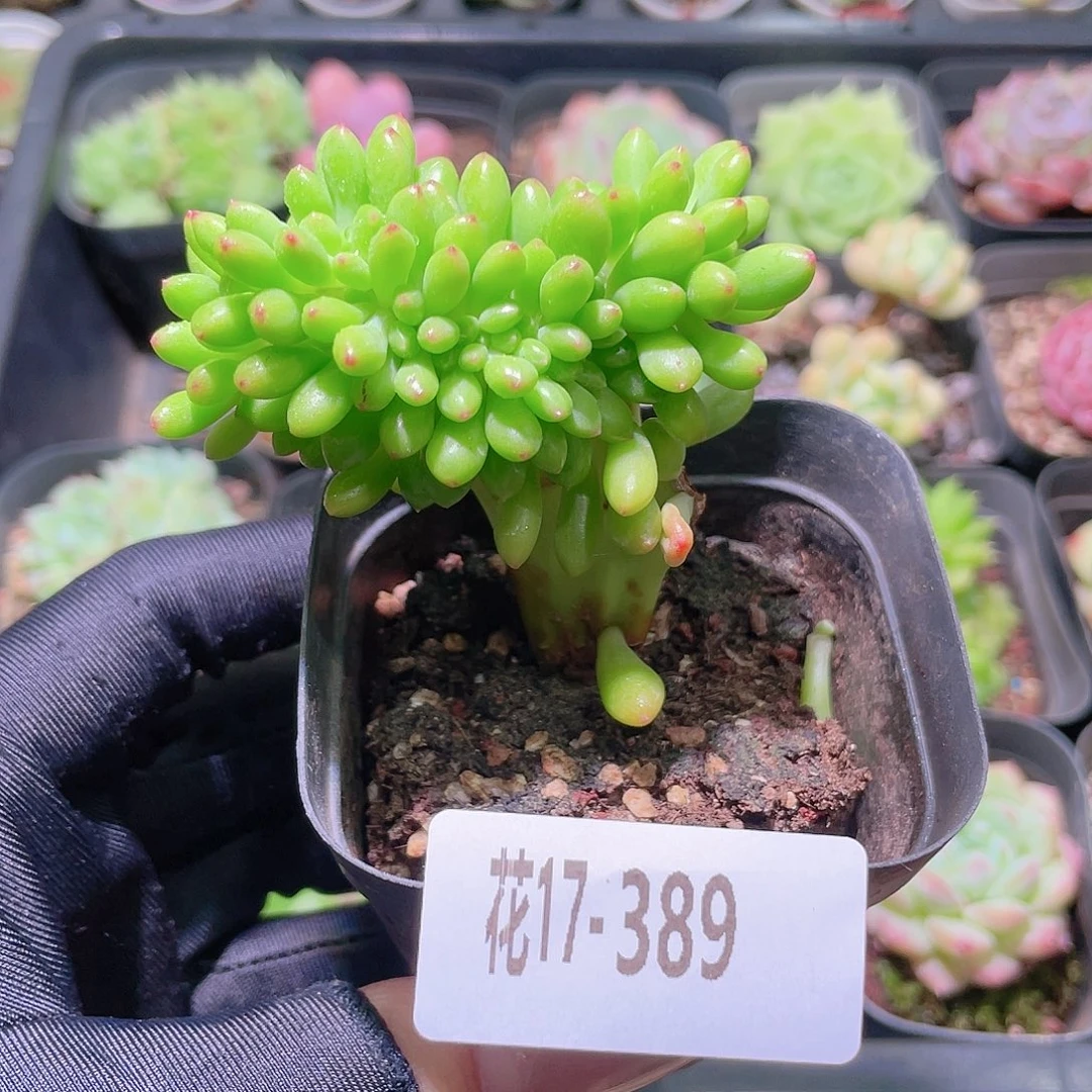 花利美17-389青松缀化