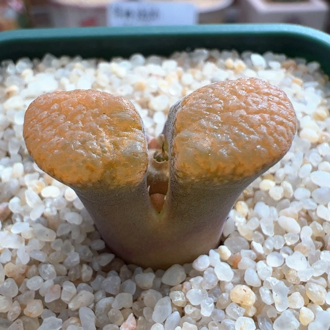 815。青蛙四年1808.4超级蛋糕