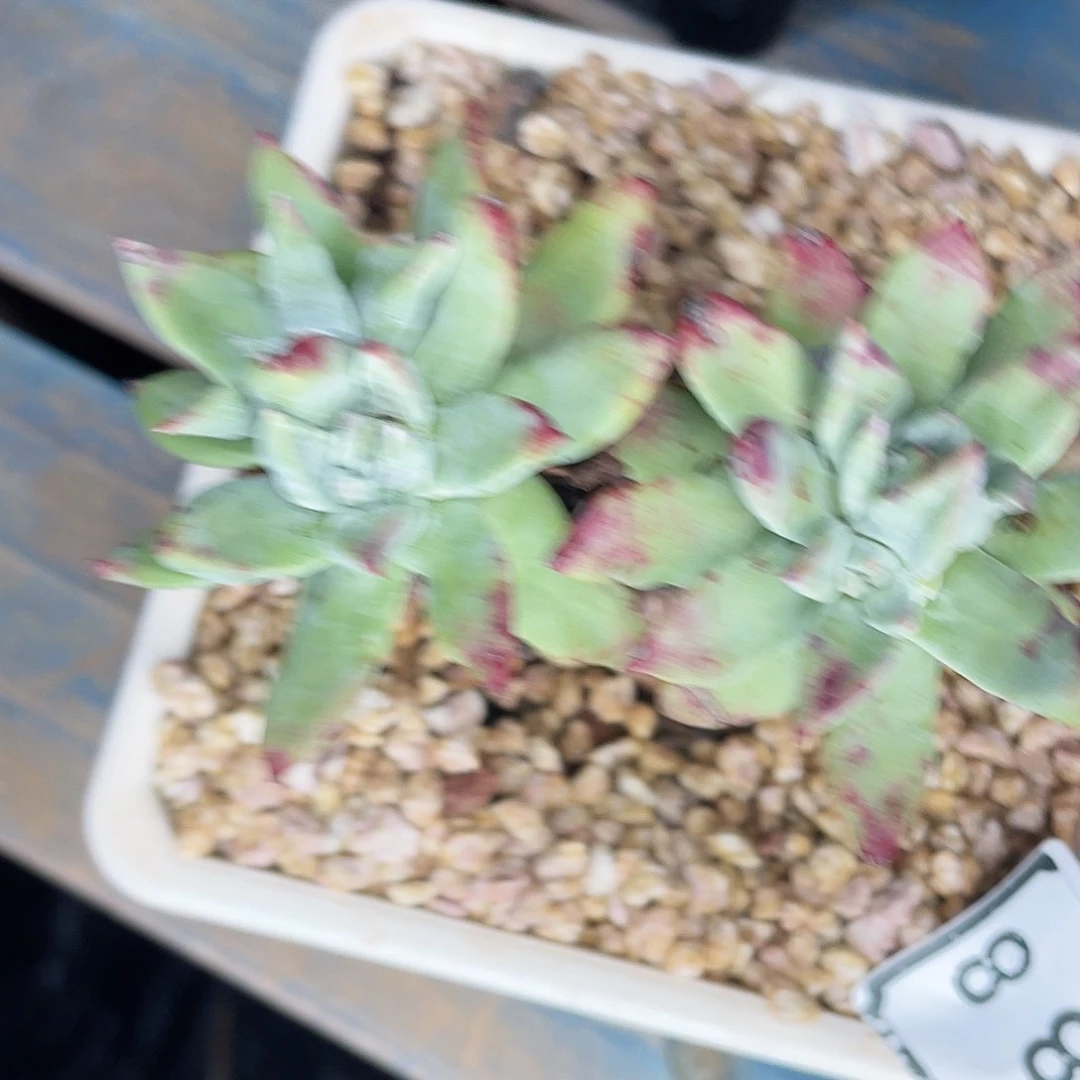 刘丹白好老桩2388