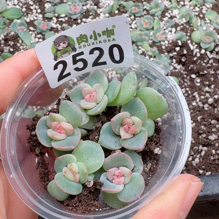 多肉植物多肉植物