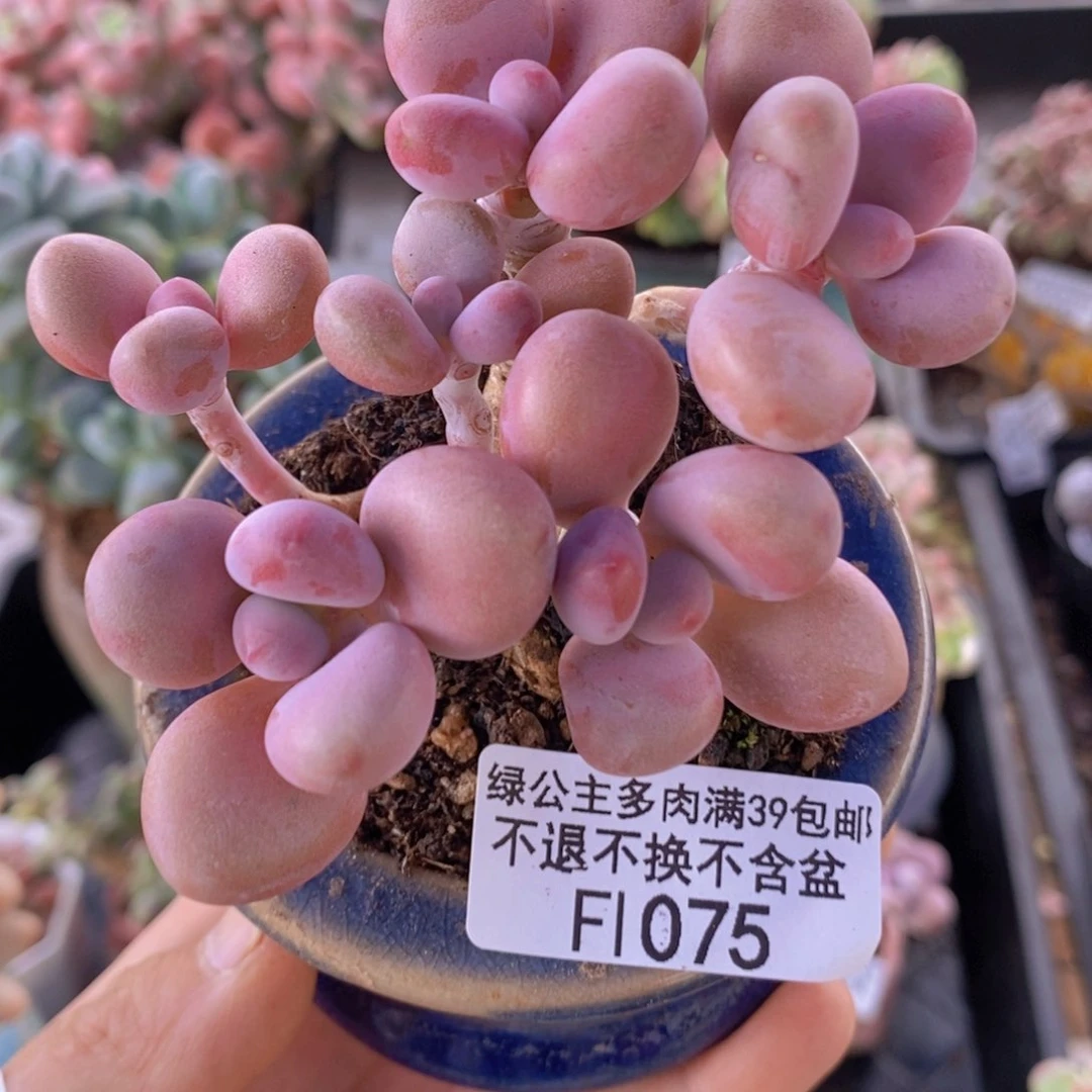 腰子桃蛋7cm1075多肉植物
