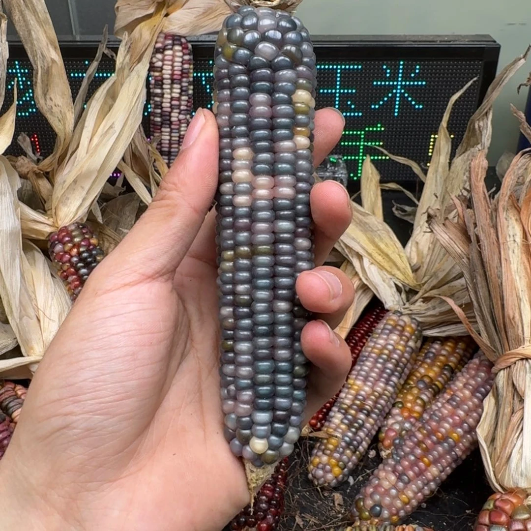 柏香籽/百香籽吊坠?****?
