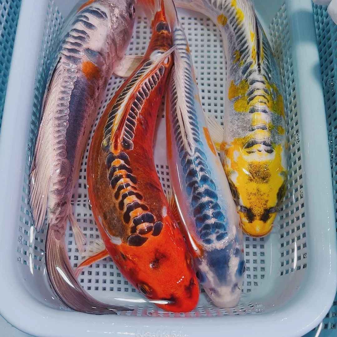 锦鲤锦鲤冷水鱼观赏149