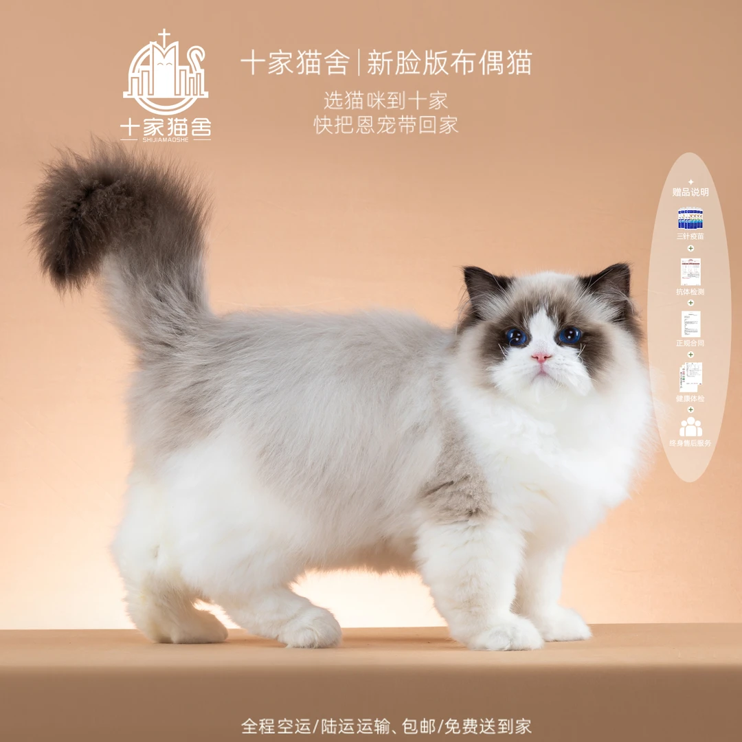 【十家猫舍】喜娃-弟弟I新脸版布偶猫I猫咪活体