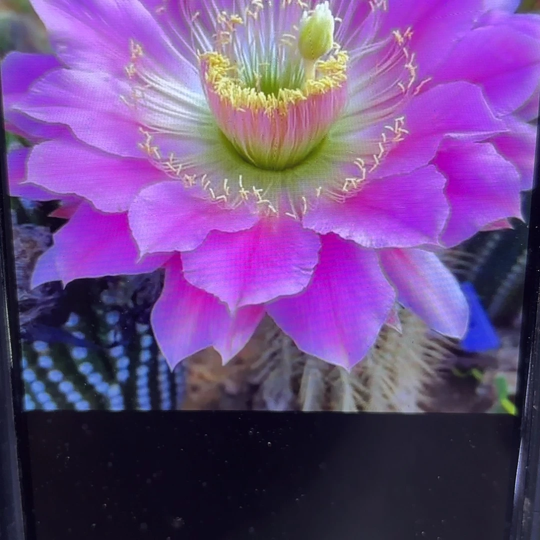 3-309毛侧牙20包邮仙人球20