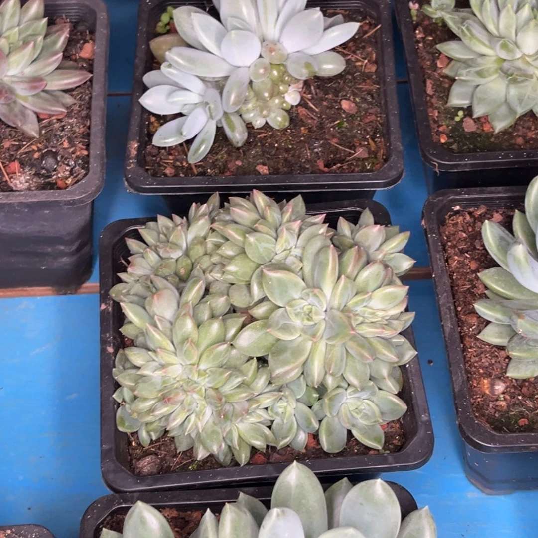 李***鲤寄养发货链接多肉植物