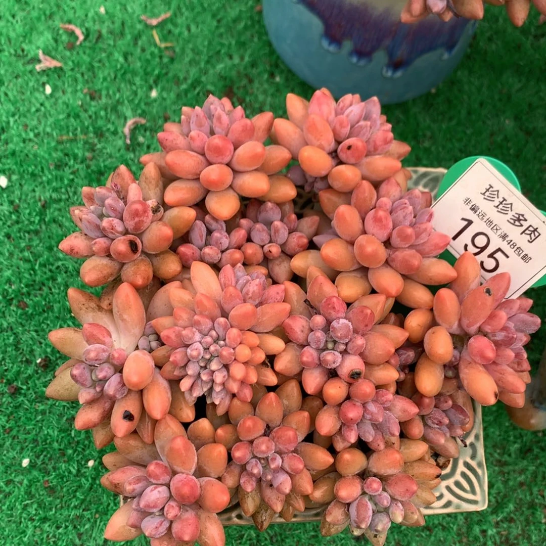 星黛露无砍带缀化195