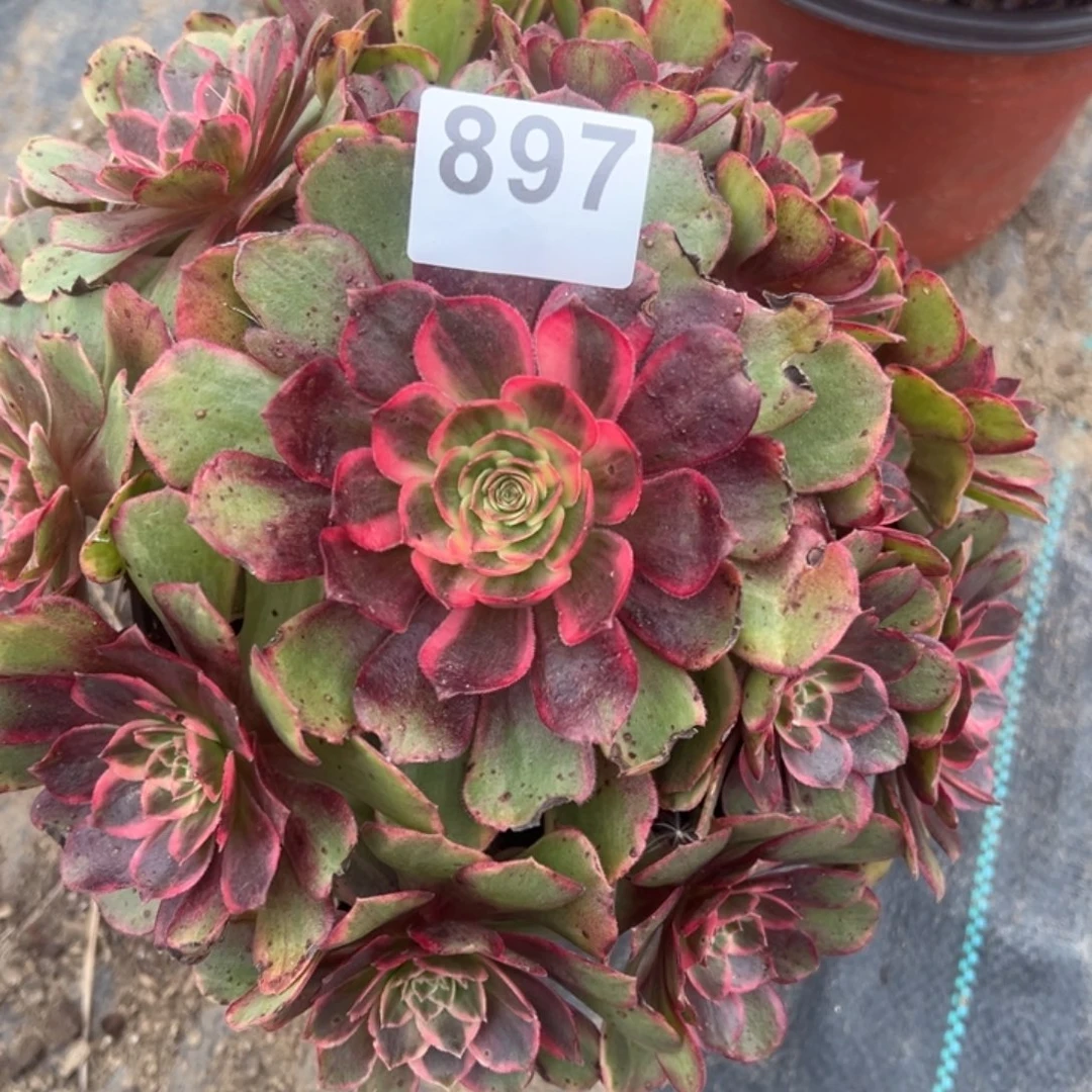 无花朵我是真的很喜欢这个