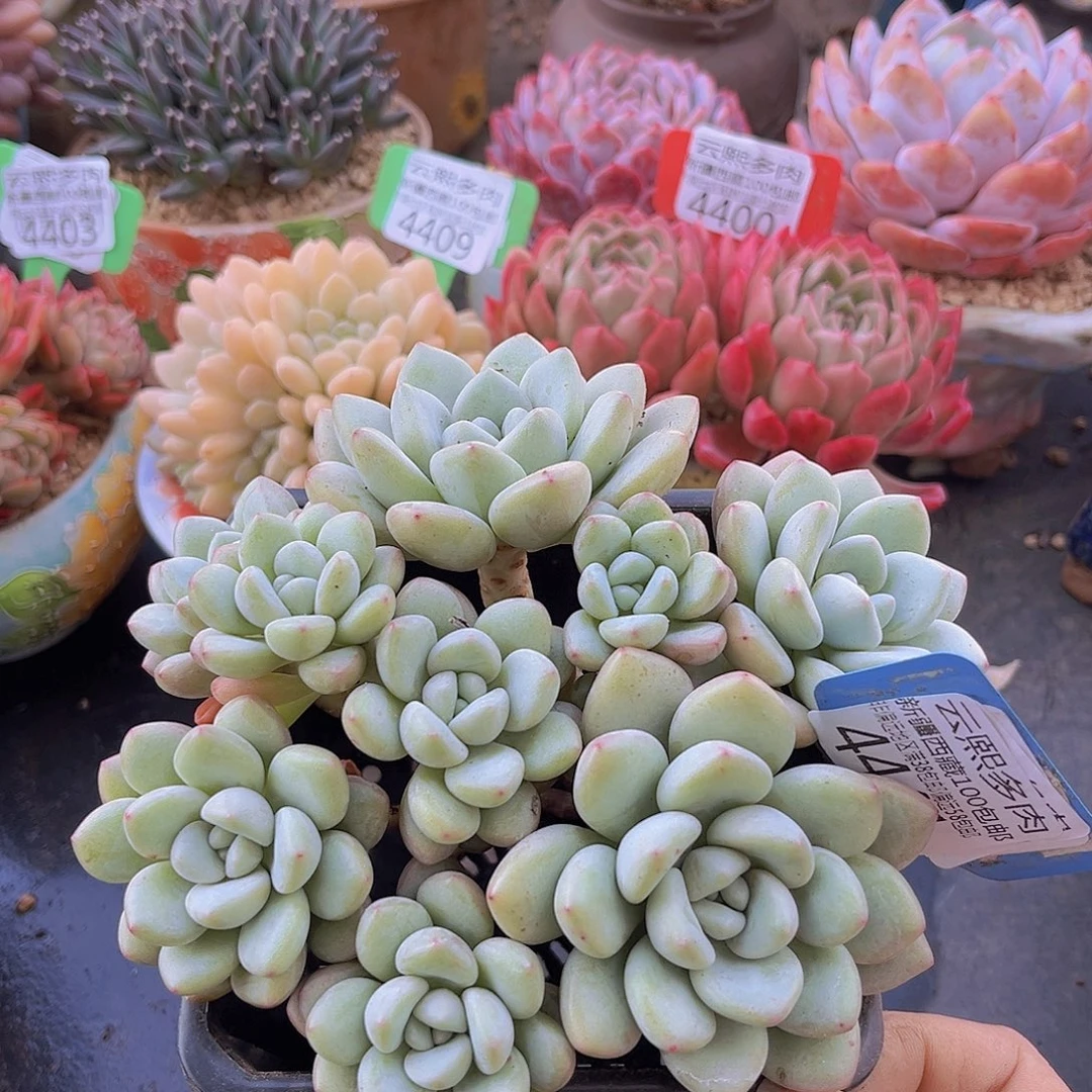 4441泡泡糖多肉植物