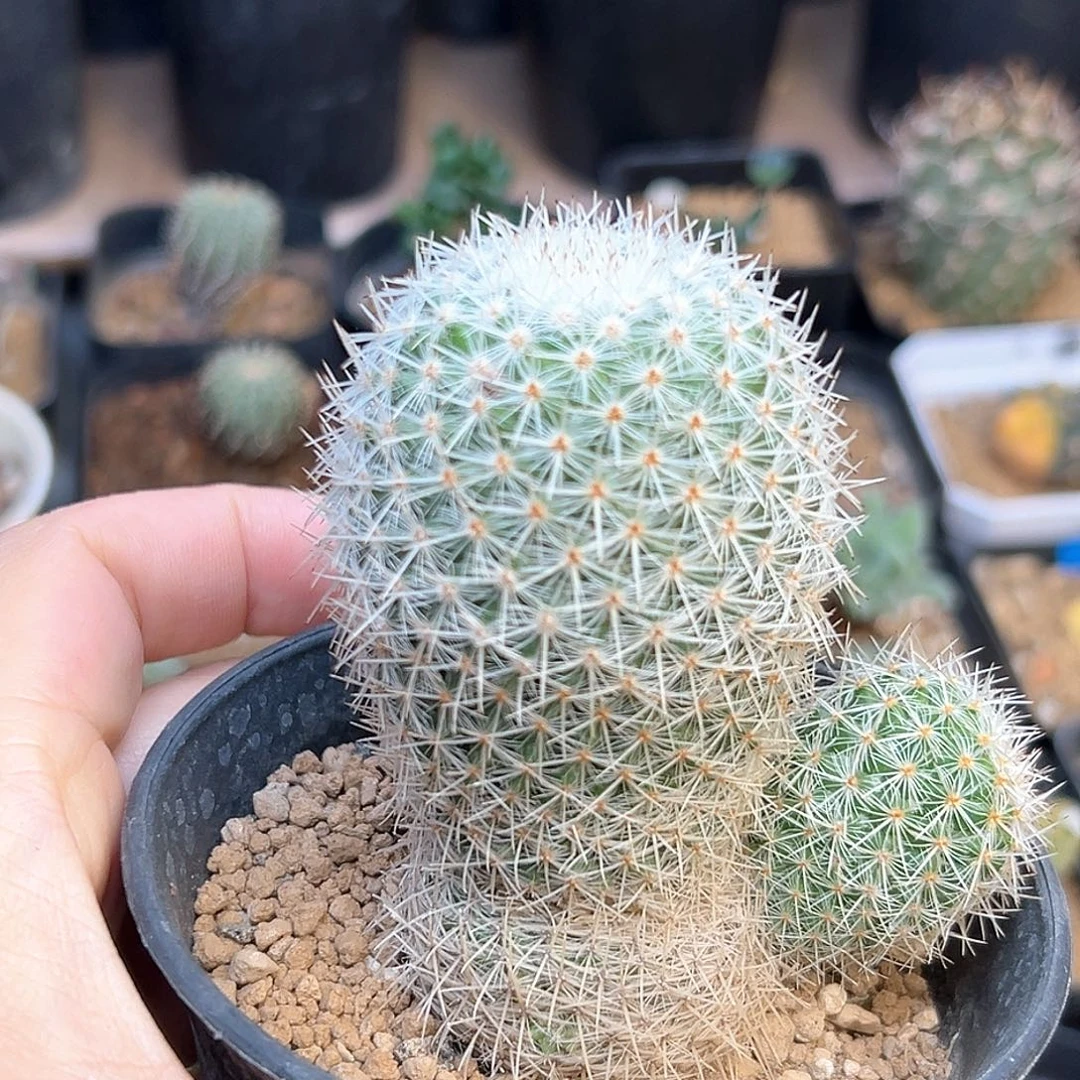 老希望丸实生球砍头株