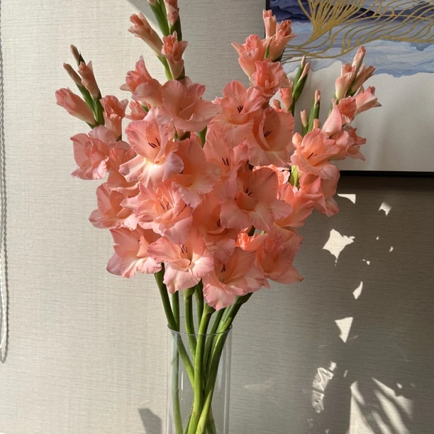 【阳光粉剑兰】东北基地直发顺丰包邮办公室简单修剪摆放开花精致