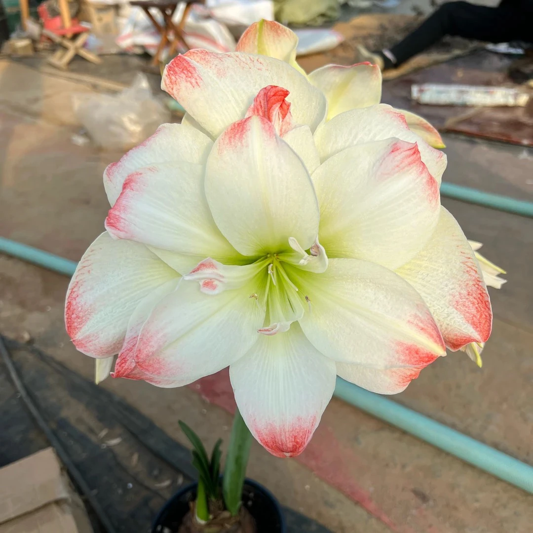 糖果戴斯～重瓣，秘鲁进口朱顶红种球