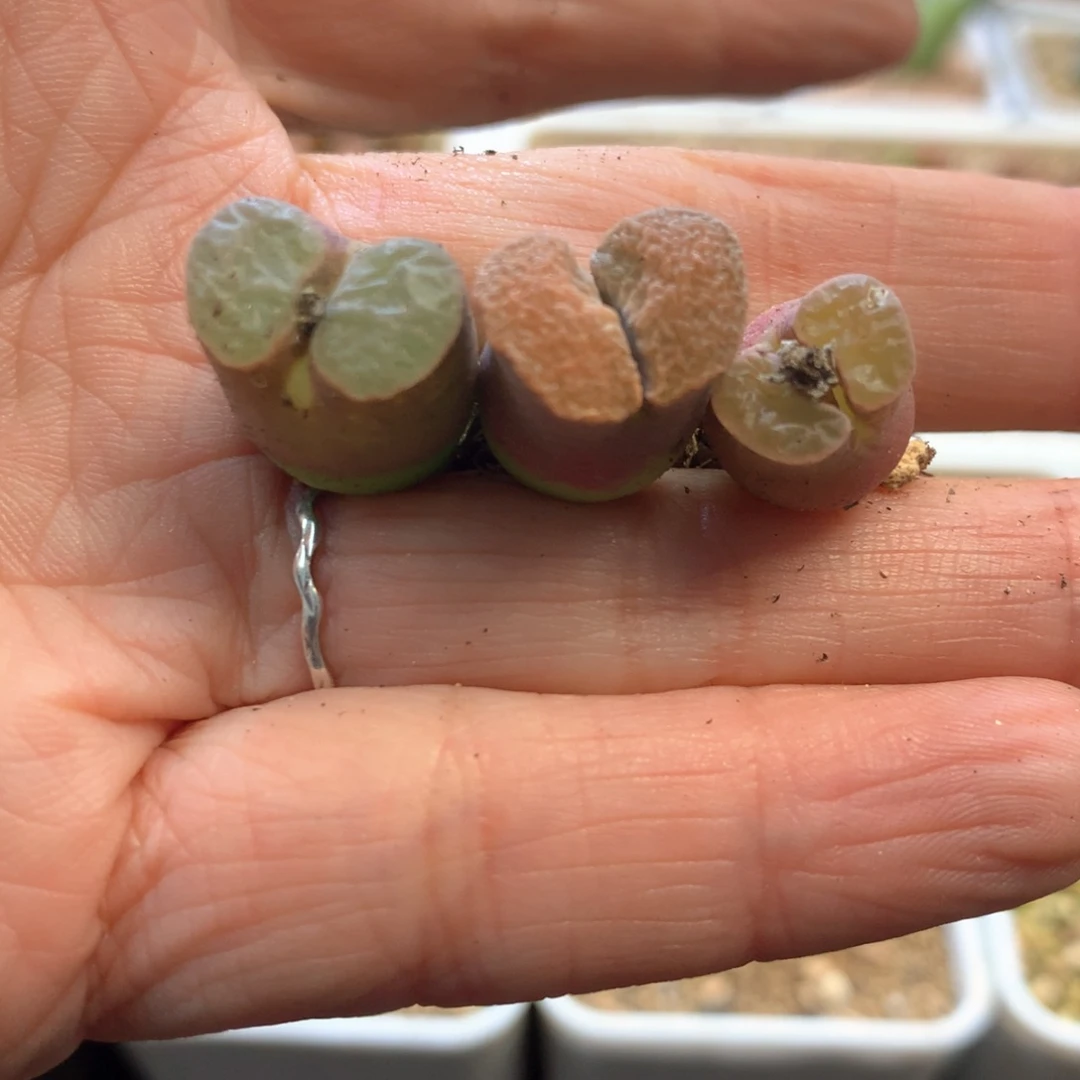 懒*?懒猫专拍 肉锥植物