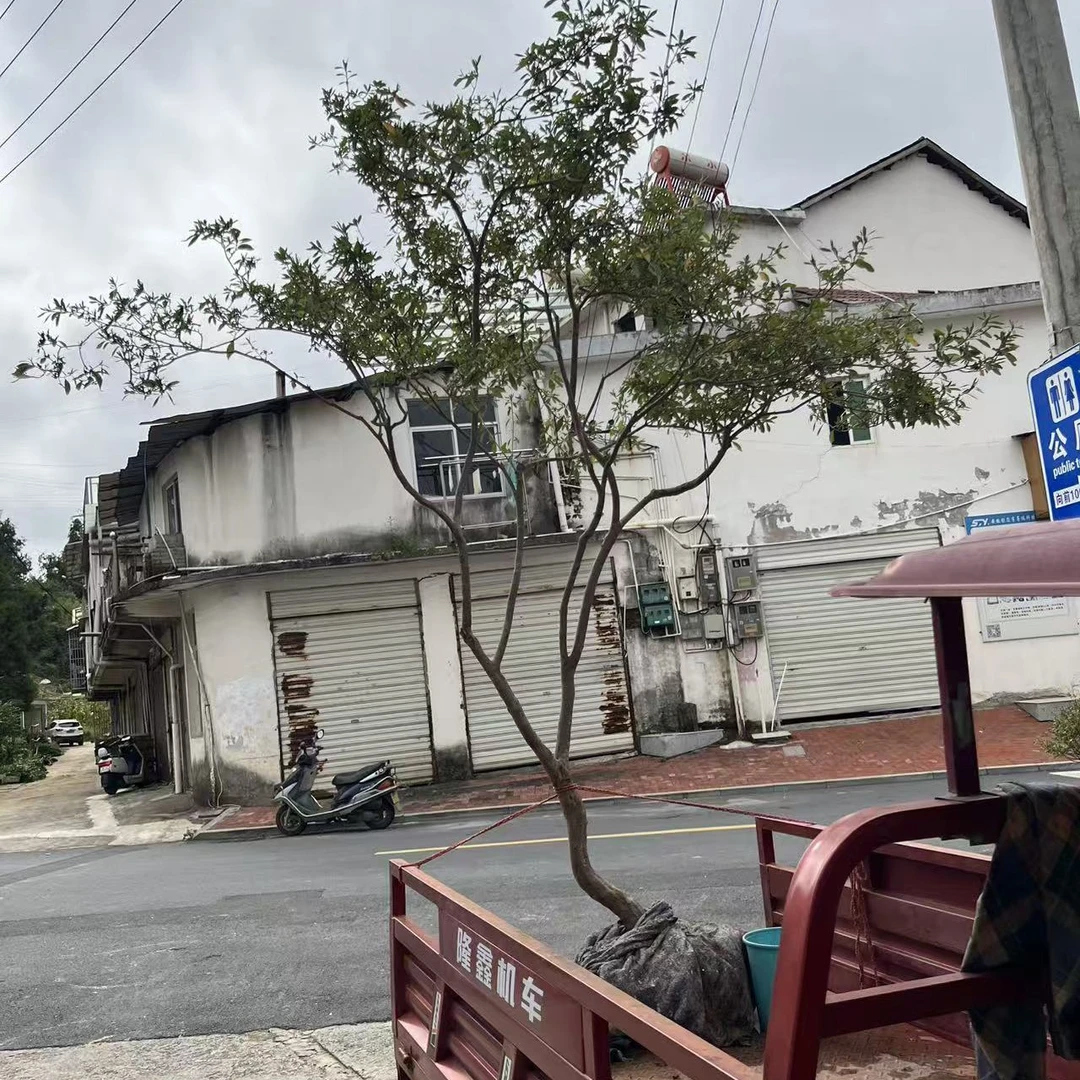 一米二截杆地景桩映山红