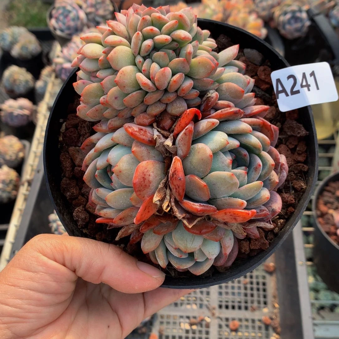 241缀全明星嗯嗯我是第