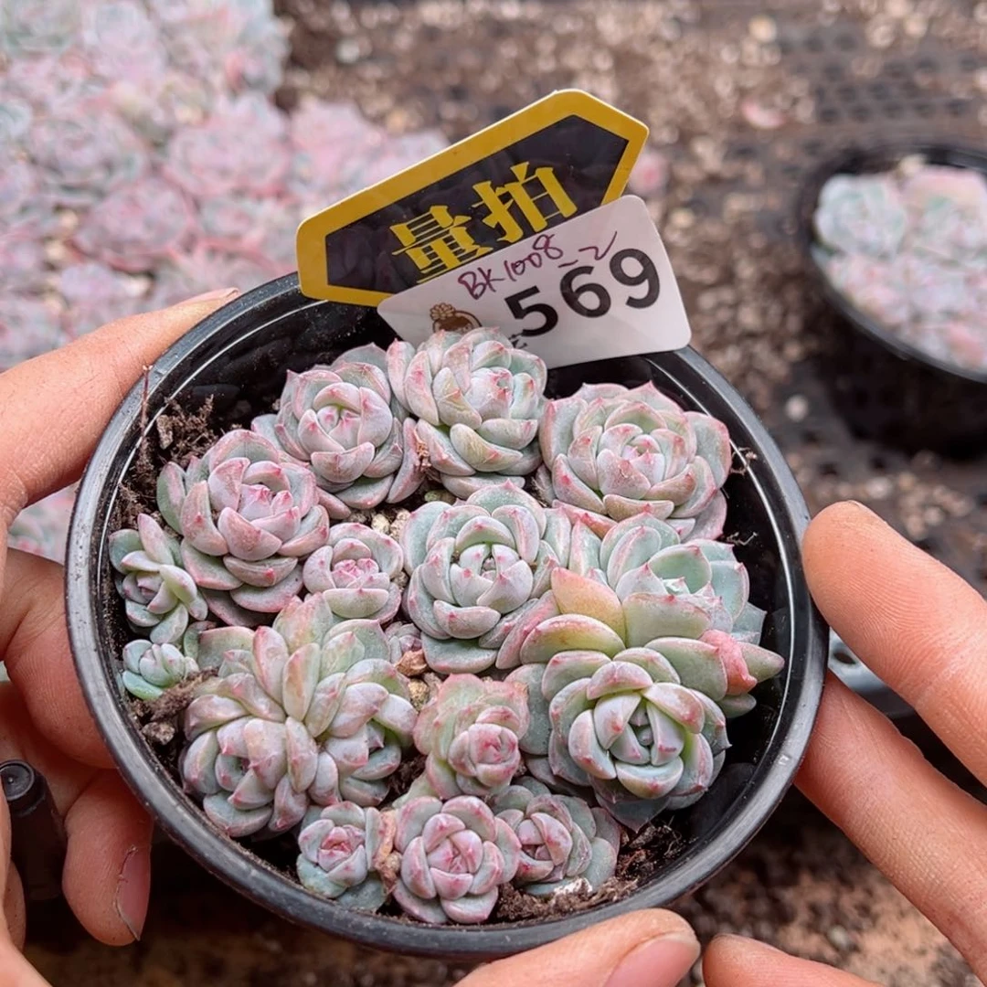 多肉植物多肉植物