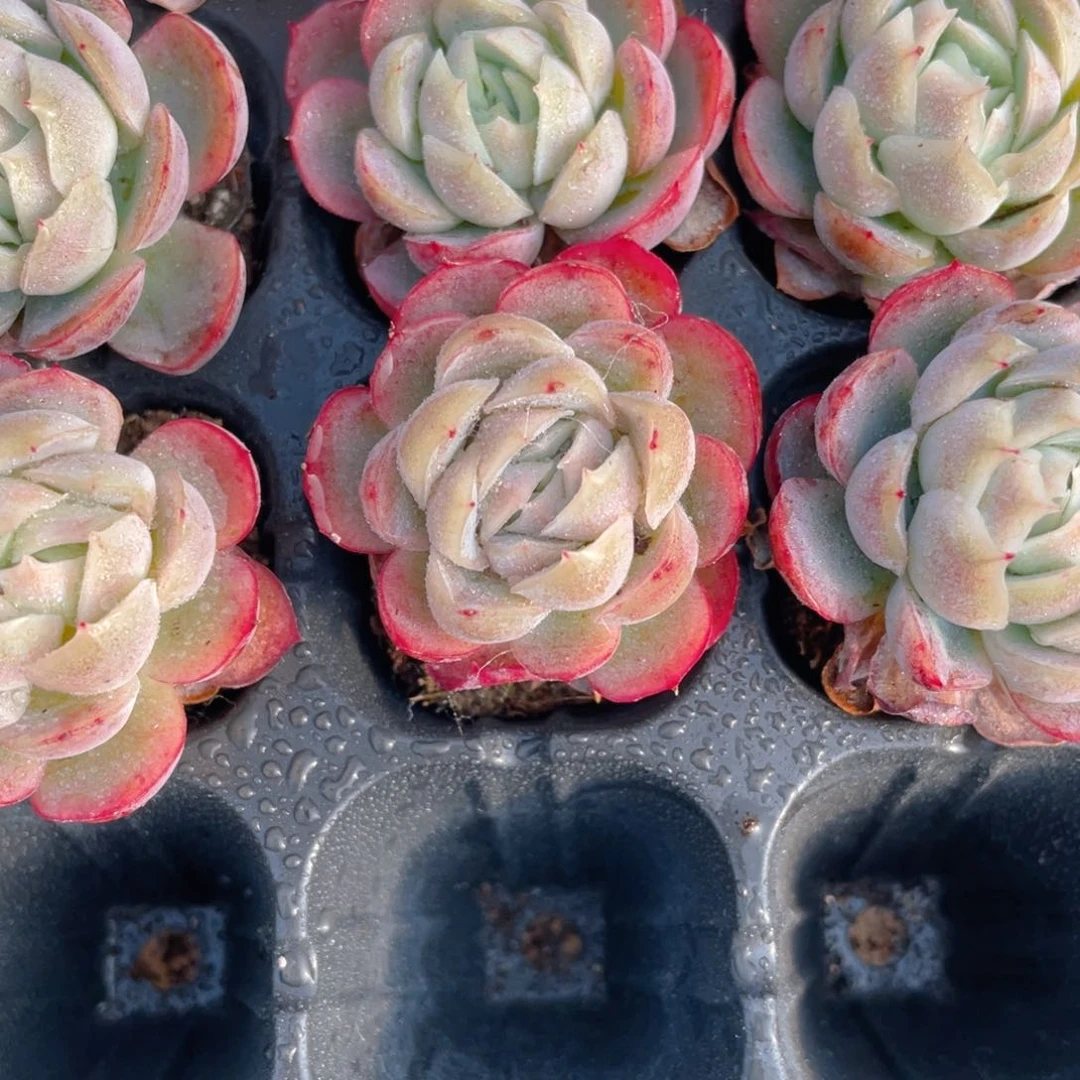 贝瑞小苗多肉9.9包邮发货