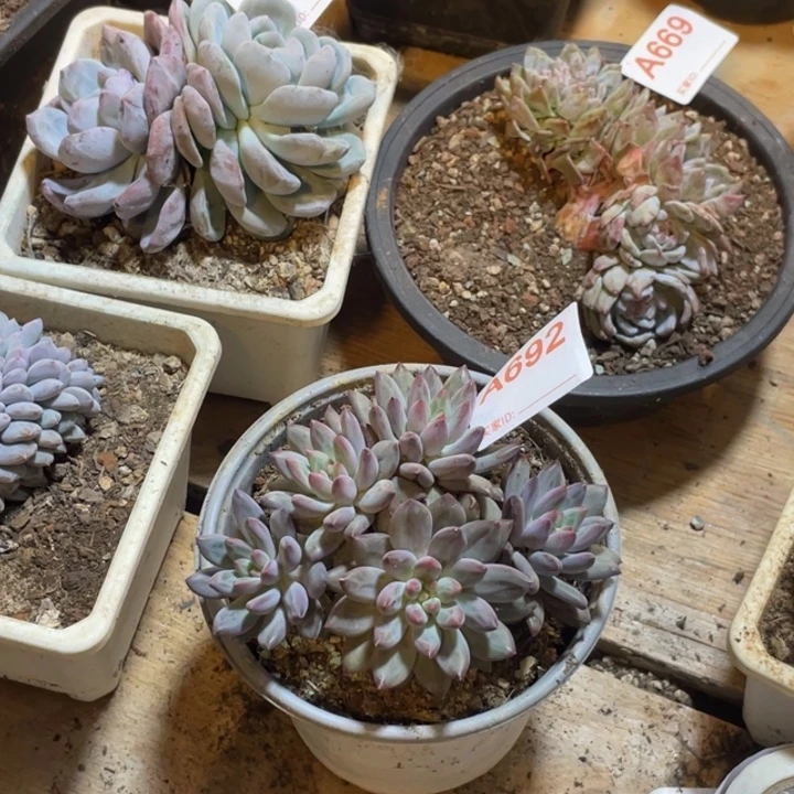 小***ε692 满20包邮脱土发货