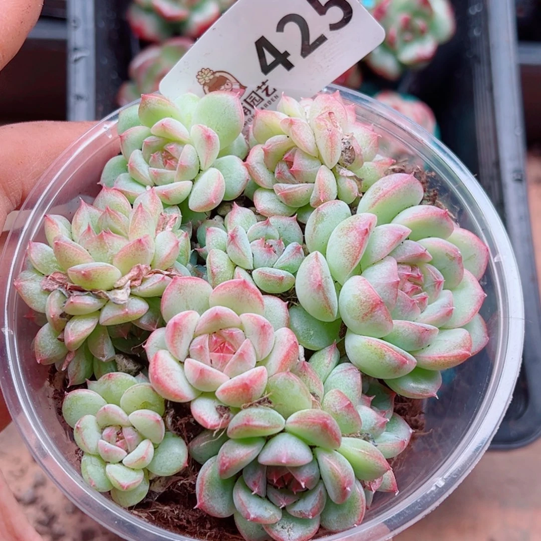 多肉植物多肉植物