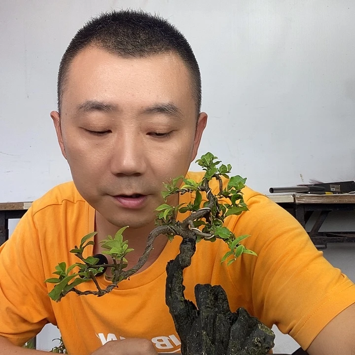 无花朵金弹子盆景小矮霸品种红景天