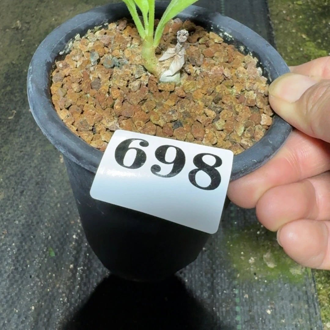 安哥拉葡萄瓮多肉植物