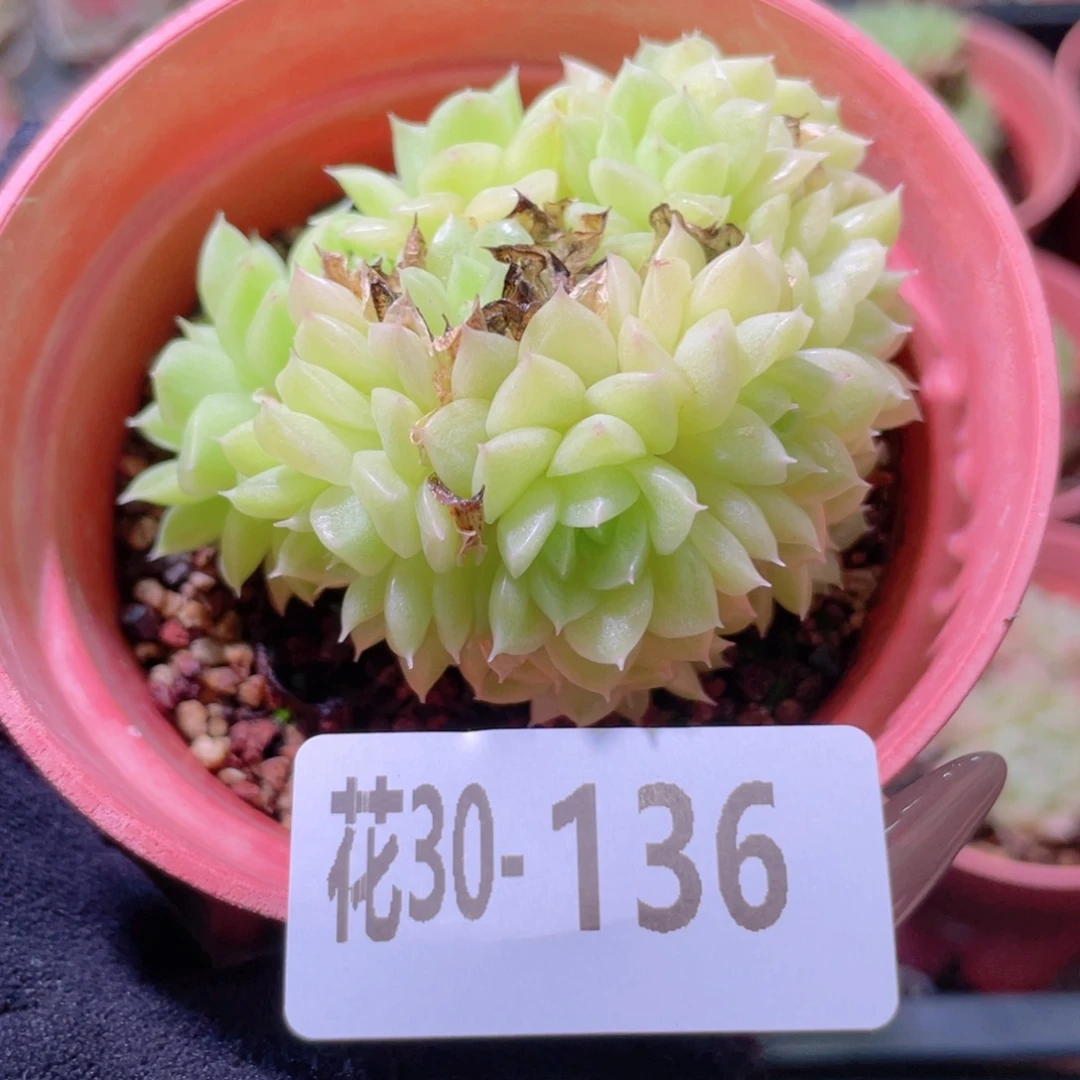 花利美30-136麦秆群