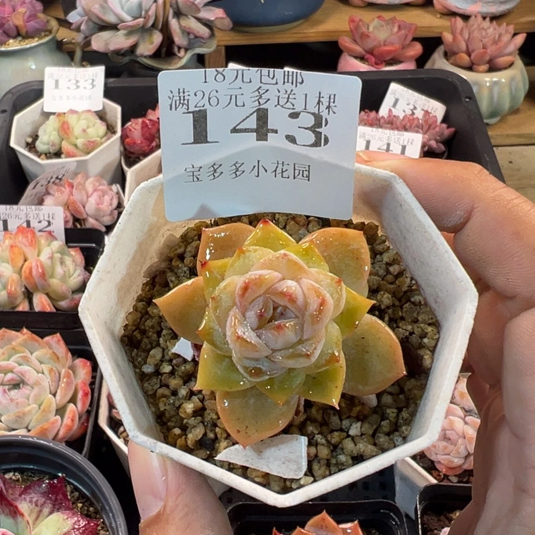 冰冰一物一拍多肉满18元包邮明天发货