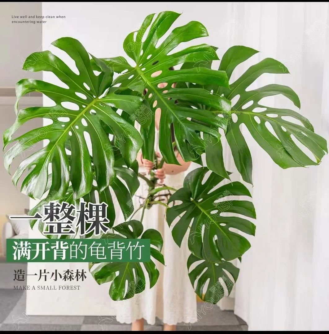 （自营）巨无霸S级独根老桩100-120cm水培4-5叶龟背竹天花板绿植
