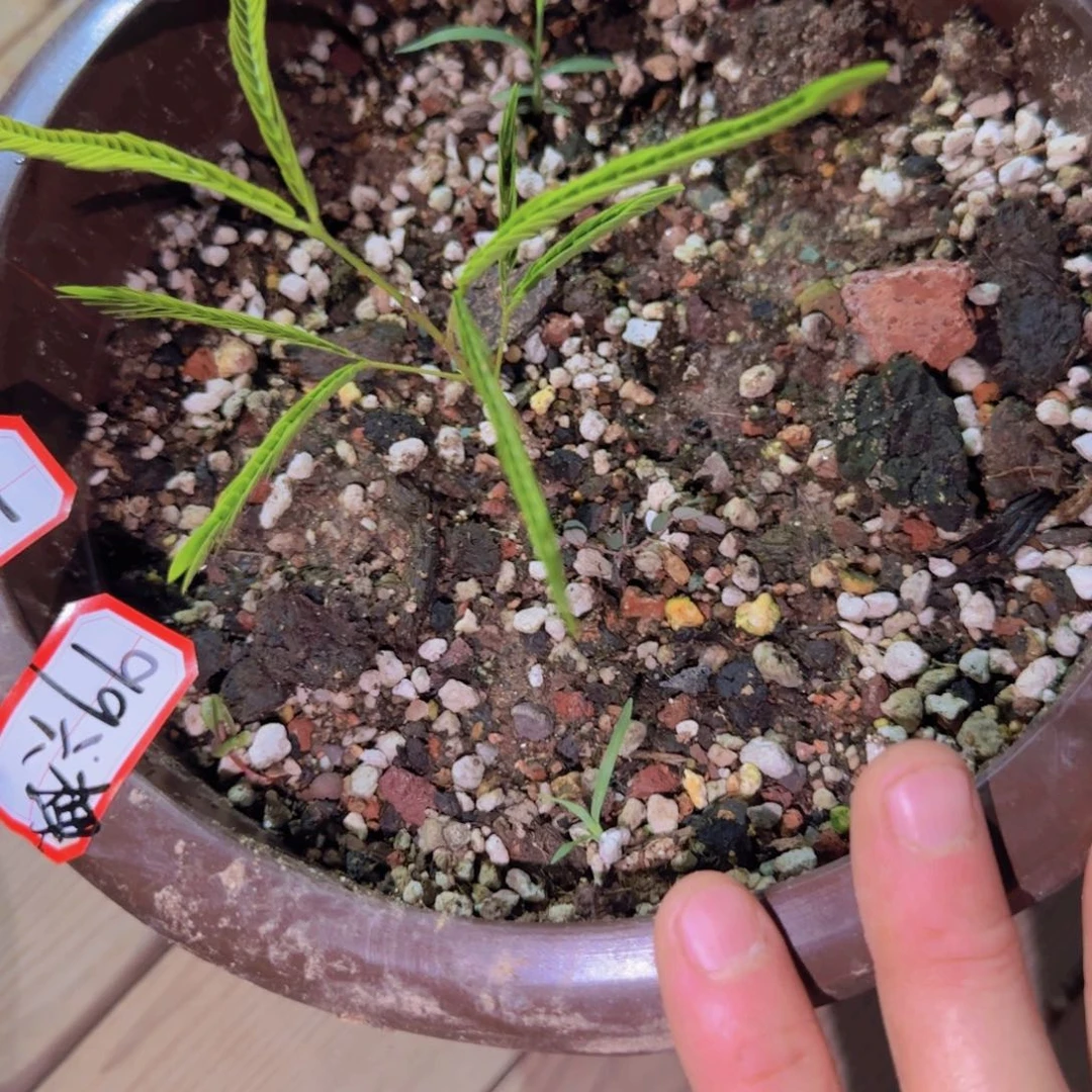 咸***吉块根植物块根植物
