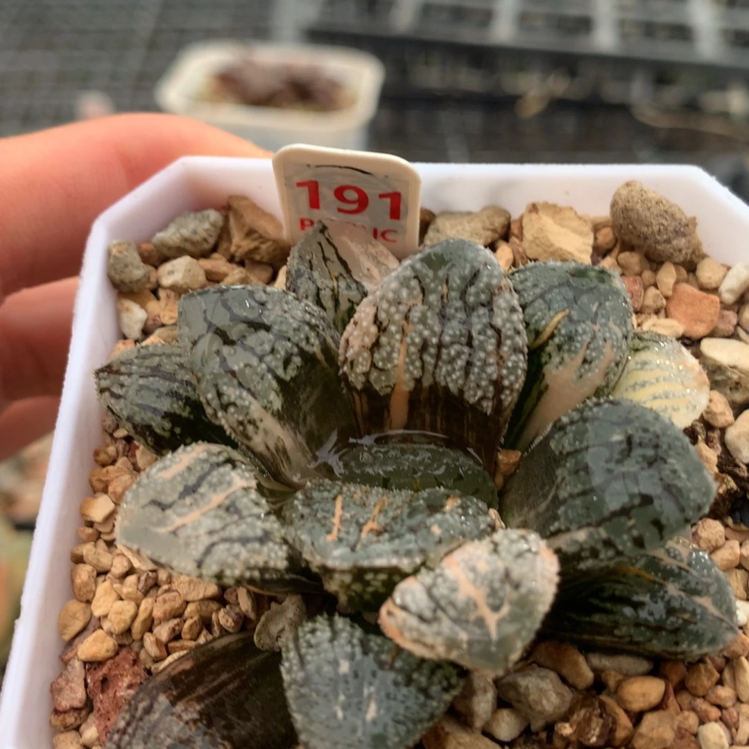 以实际为准191摩多