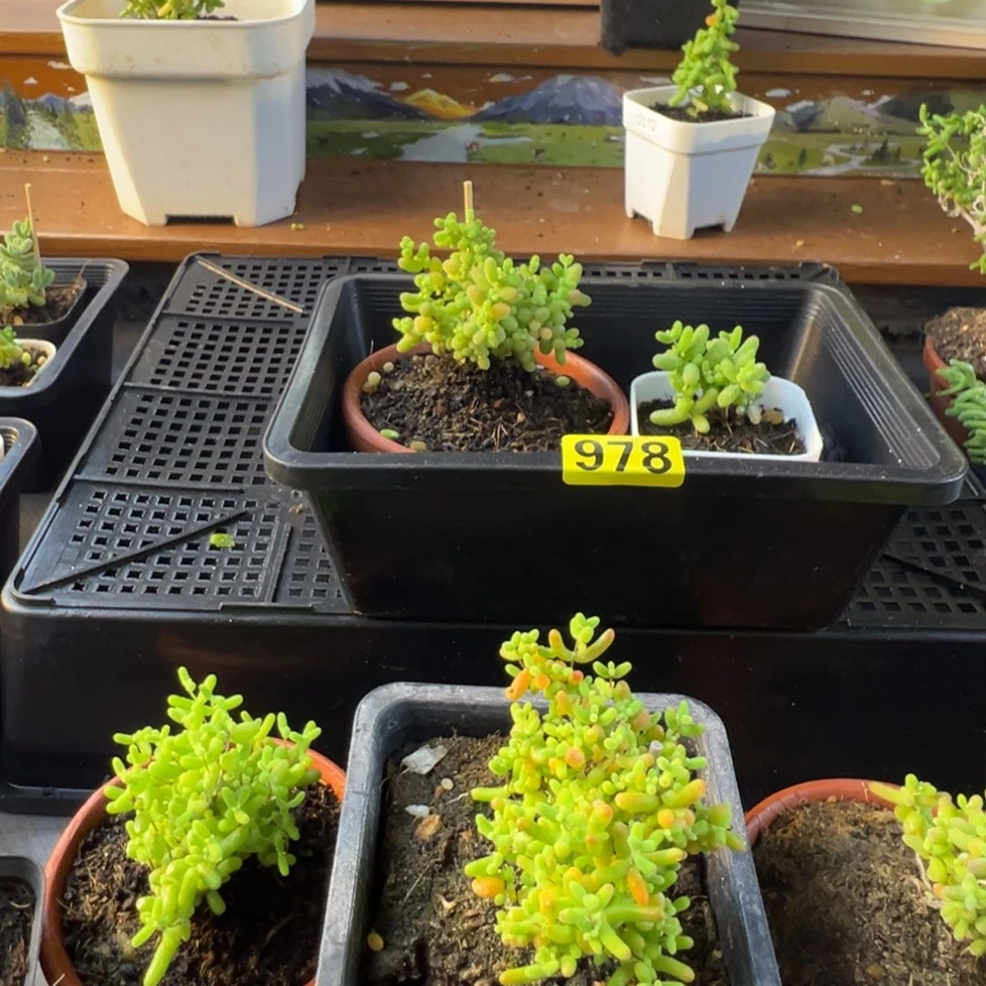 枝干番杏多肉植物978