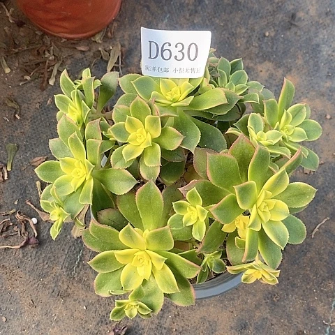 630艳日辉多肉法师锦