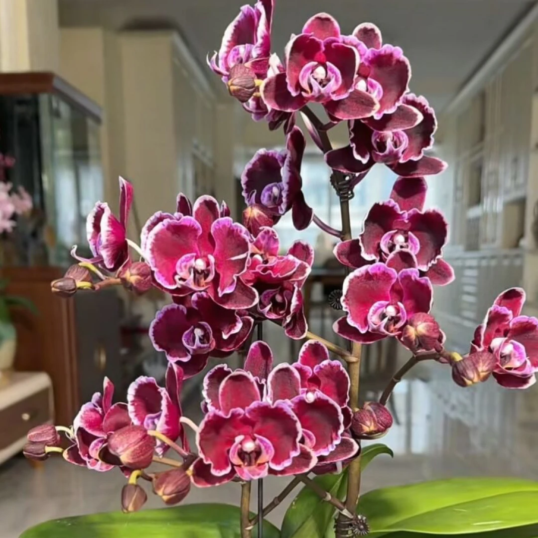 拉丁舞裙，无花无梗，蝴蝶兰盆栽3.0寸杯大苗新苗
