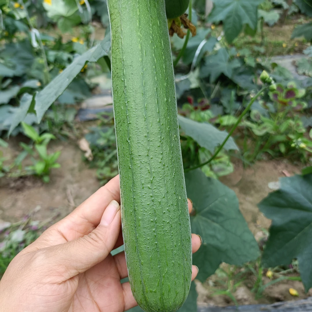 ->丝瓜<农户露天种植蔬菜/本地自留种净重1斤3斤/包邮